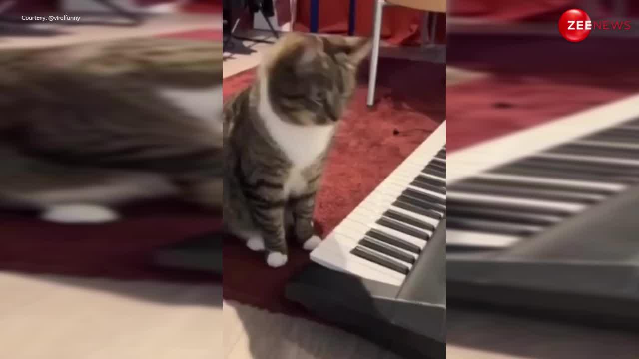 Cat Video: बिल्ली ने बजाया ने आशिकी के हीरो की तरह पियानो, सुनकर दीवाने बन रहे लोग