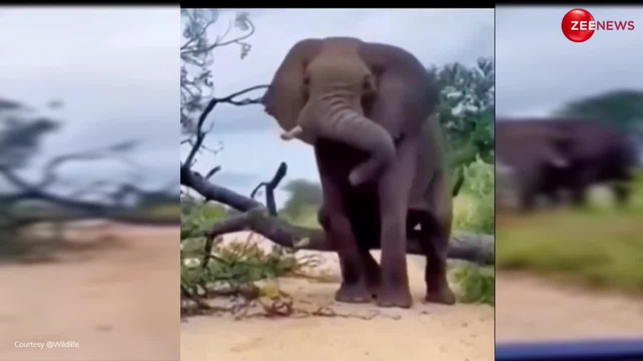 Elephant Video: हाथी ने गुस्से में उखाड़ दिया पेड़, फिर नीचे गिराकर किया ऐसा कारनामा; देखकर नहीं रुक रही लोगों की हंसी