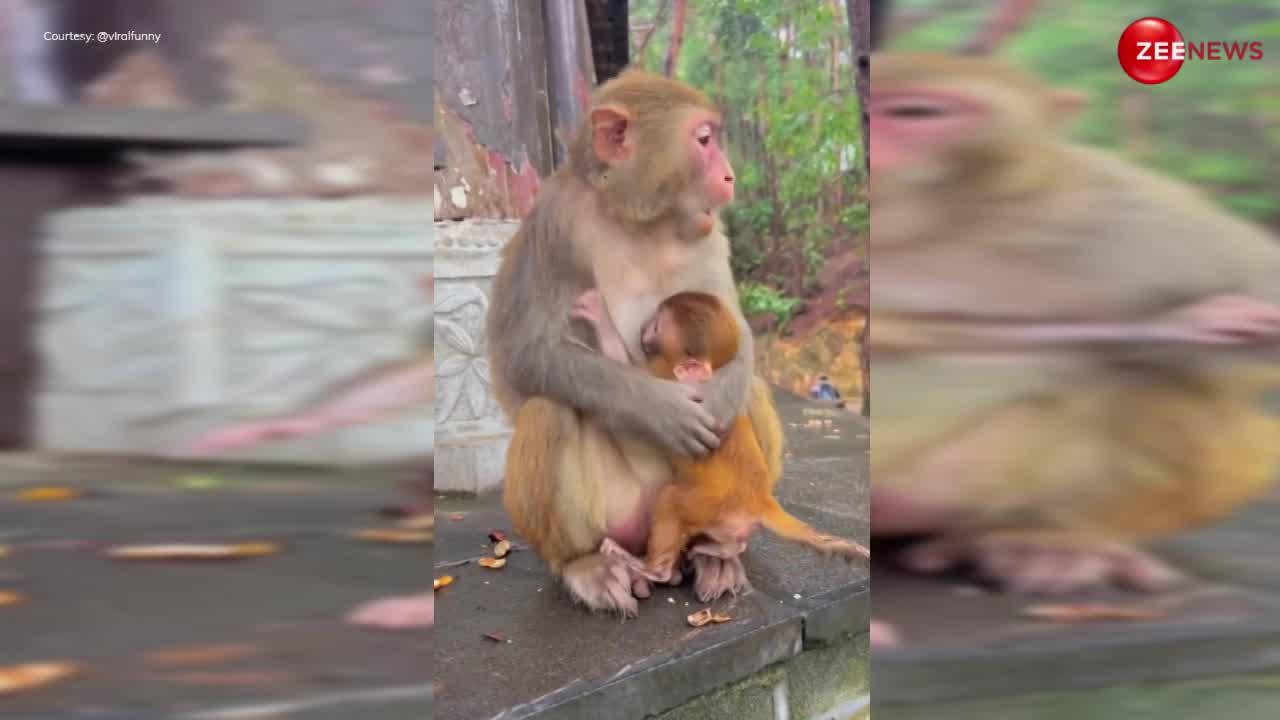 Monkey Video: बंदर खा रहा था टमाटर तो बच्चे ने की ऐसी जिद, मां ने गुस्से में रख दिए दो चपेड़, फिर....
