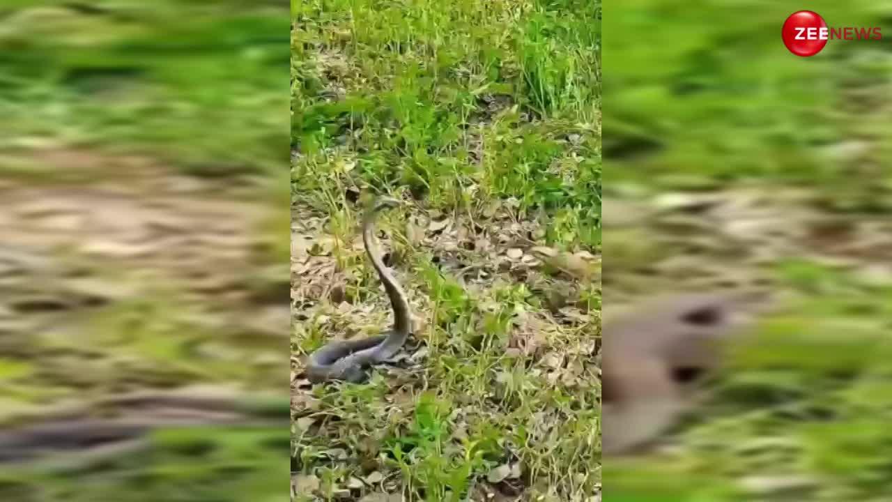 इंडोनेशियन छिपकली किंग कोबरा से भिड़ गई, पकड़ी पूंछ तो दातों से काटने लगा सांप; देखने के लिए बार-बार प्ले करेंगे वीडियो