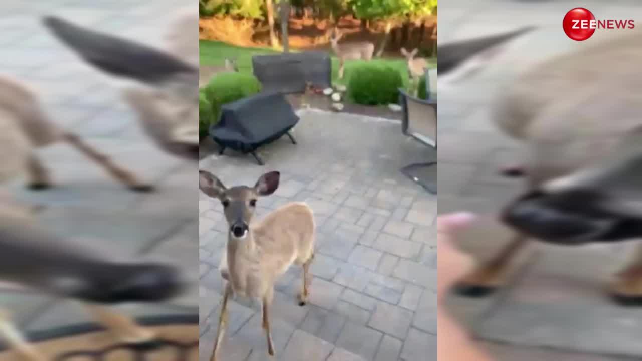 Deer Viral Video: महिला को अपना बच्चा दिखाने आया हिरणों का झुंड, गेट पर खड़े होकर बनाने लगे मासूम शक्ल और फिर..