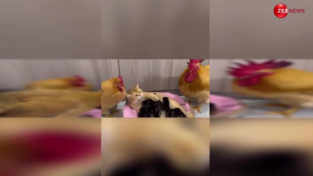 Cat and Hen love story: 10 चूजे के साथ सो रही थी बिल्‍ली..तभी बड़ी मुर्गी ने कर दिया हमला
