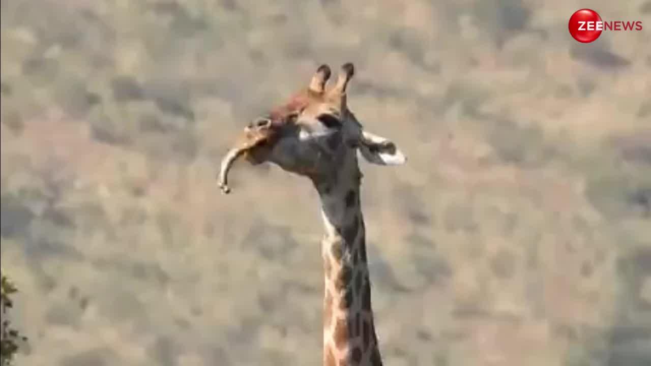 Giraffe Video: हिरण के बाद अब जिराफ बना मांसाहारी, घास-फूस छोड़कर खाने लगा हड्डी, मजे लेते हुए ऐसे चबाई जैसे कोई च्विंगम!