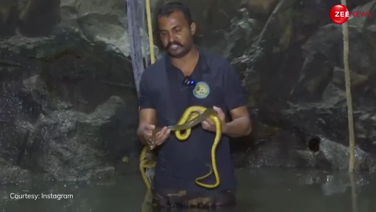 King Cobra: जहरीले किंग कोबरा सांपों को बचाने गए लोग तो नाग ने दिखाए Madhuri Dixit से ज्यादा नखरे, लोग बोले- इसको चपेट मारो एक...