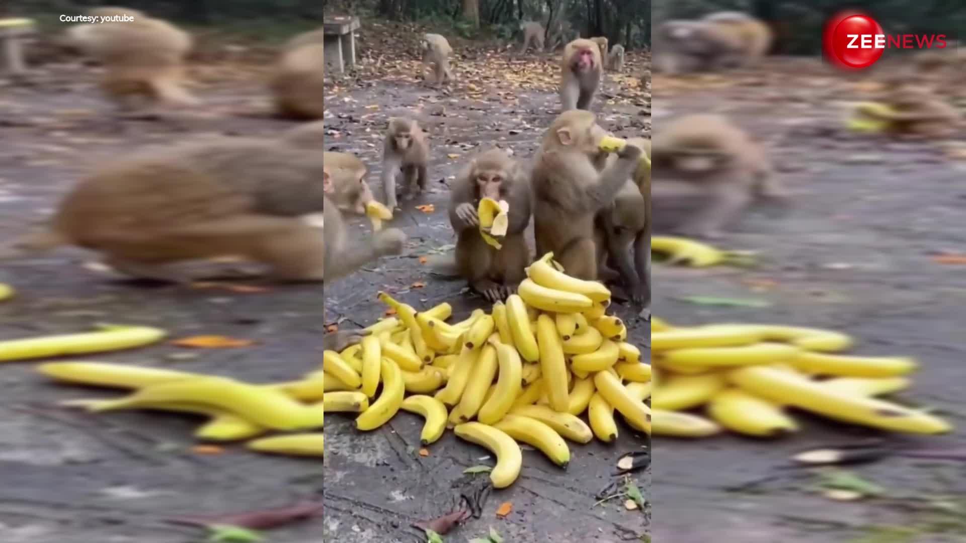 Monkey fight video: केले का ढेर देखते ही पगला गया बंदरों का झुंड, दो मिनट में खा डाले सारे केले