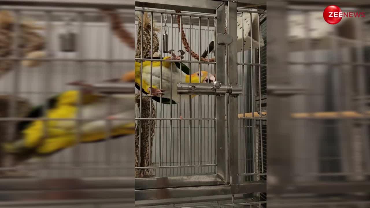 Parrot Video: चतुर तोते ने लगाया अपना दिमाग, पिंजरे की खोल डाली कूंडी, देख दंग रह गए लोग