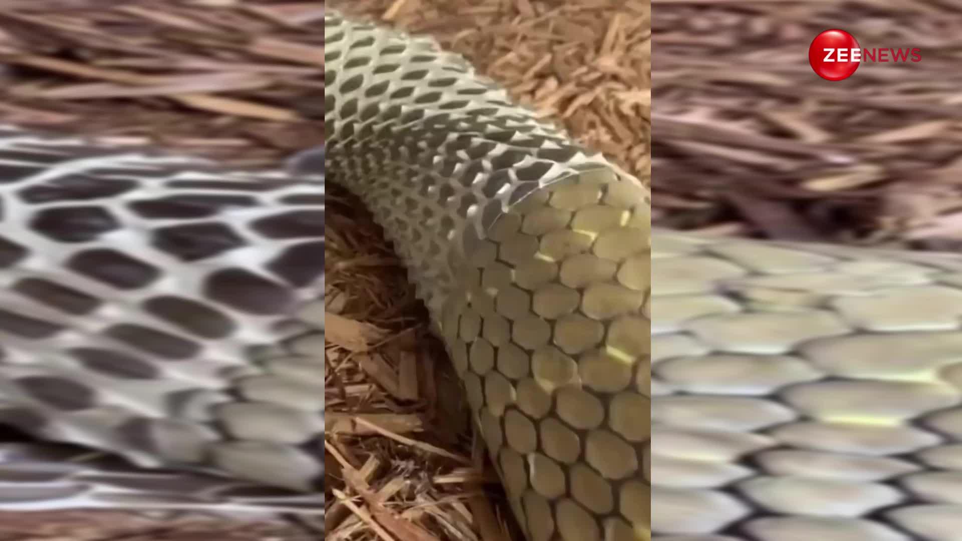 king Cobra: सांप ने निकाली इस तरह से केंचुली, वीडियो हुआ वायरल