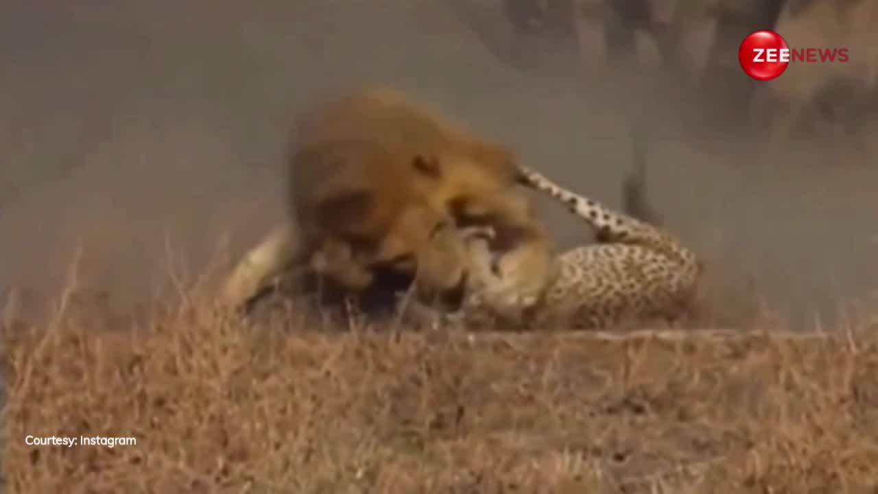 देखें कैसे शेर ने कर डाला तेंदुए का शिकार, पलक झपकते ही चबा डाली पूरी खोपड़ी