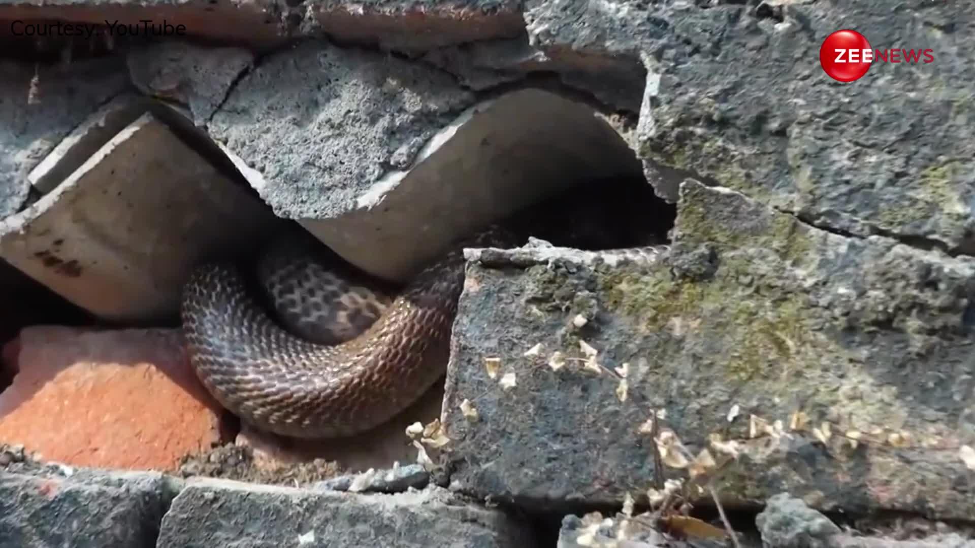 Snake in Village House: इसे कहते हैं सांप के बिल में हाथ डालना! एक साथ दिखा नाग-नागिन का रौद्र रूप