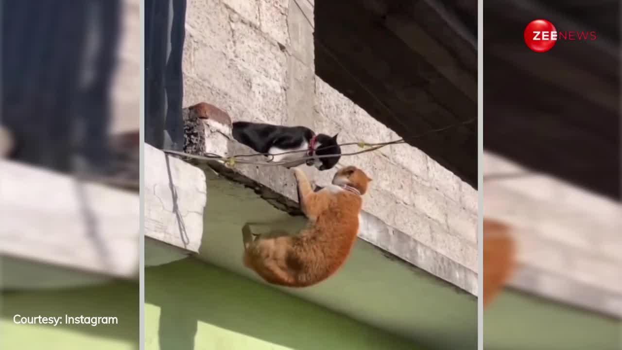 बिल्ले का चल रहा था अफेयर, बिल्ली को जब लगा पता, तो छत से लटकाके सिखाया सबक, बोली बेवफाई की सजा मौत है, देखें Video