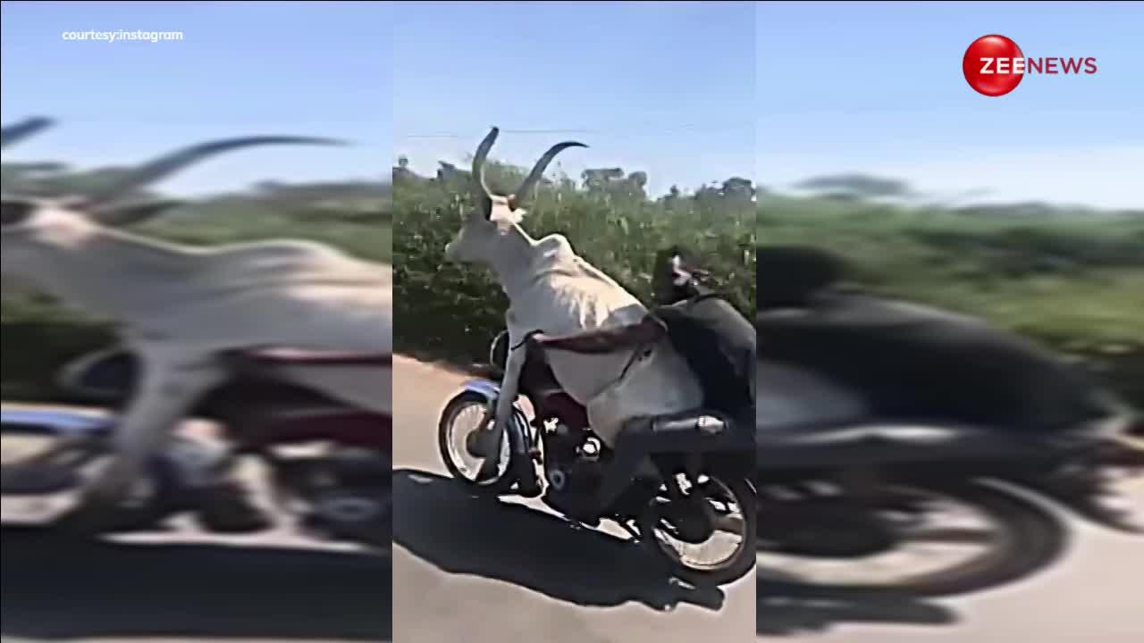 Viral Video: गाय को बाइक की सवारी करवाने निकला लड़का, भारत का ये वीडियो अब विदेशों में हो रहा वायरल