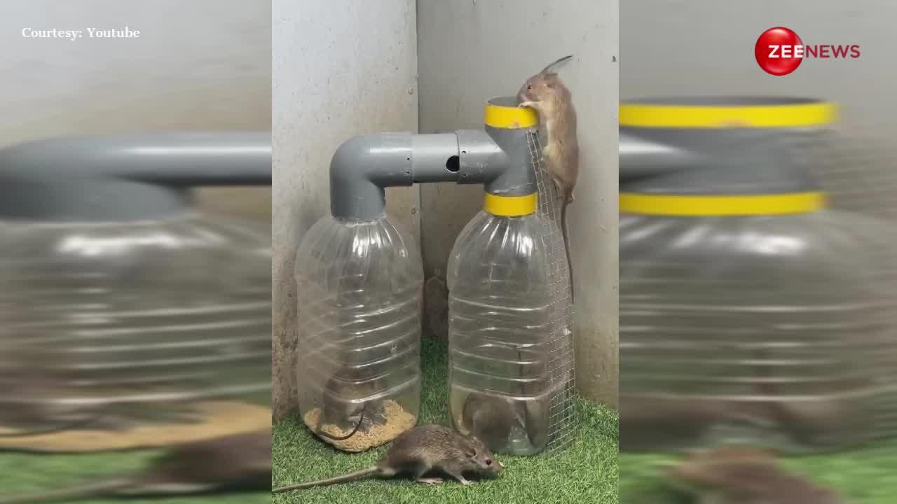 Desi Jugad: घर में चूहों से हो गए परेशान तो इस देसी जुगाड़ से तुरंत बनेगी बात, देखें वीडियो