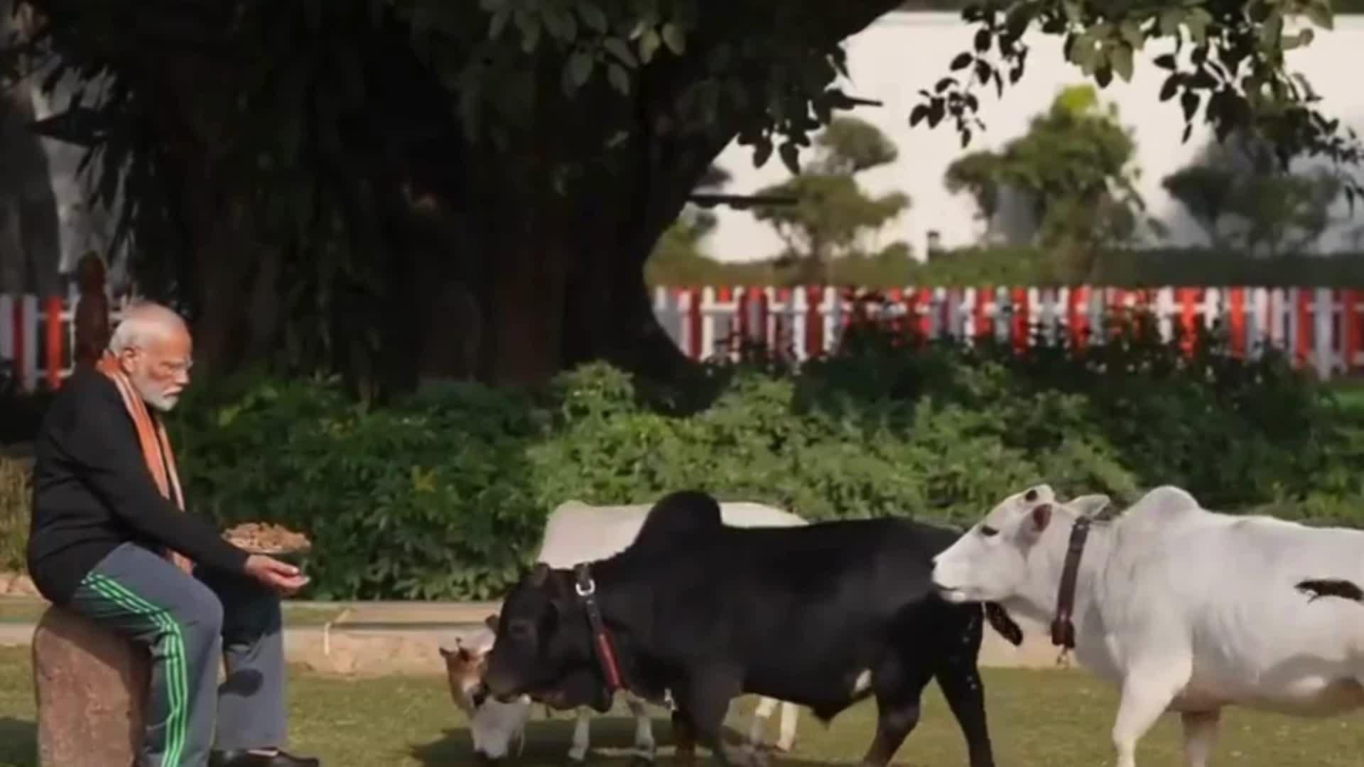 गायों के झुंड के बीच PM मोदी, मकर संक्रांति पर गौ-प्रेम का सामने आया अनोखा वीडियो