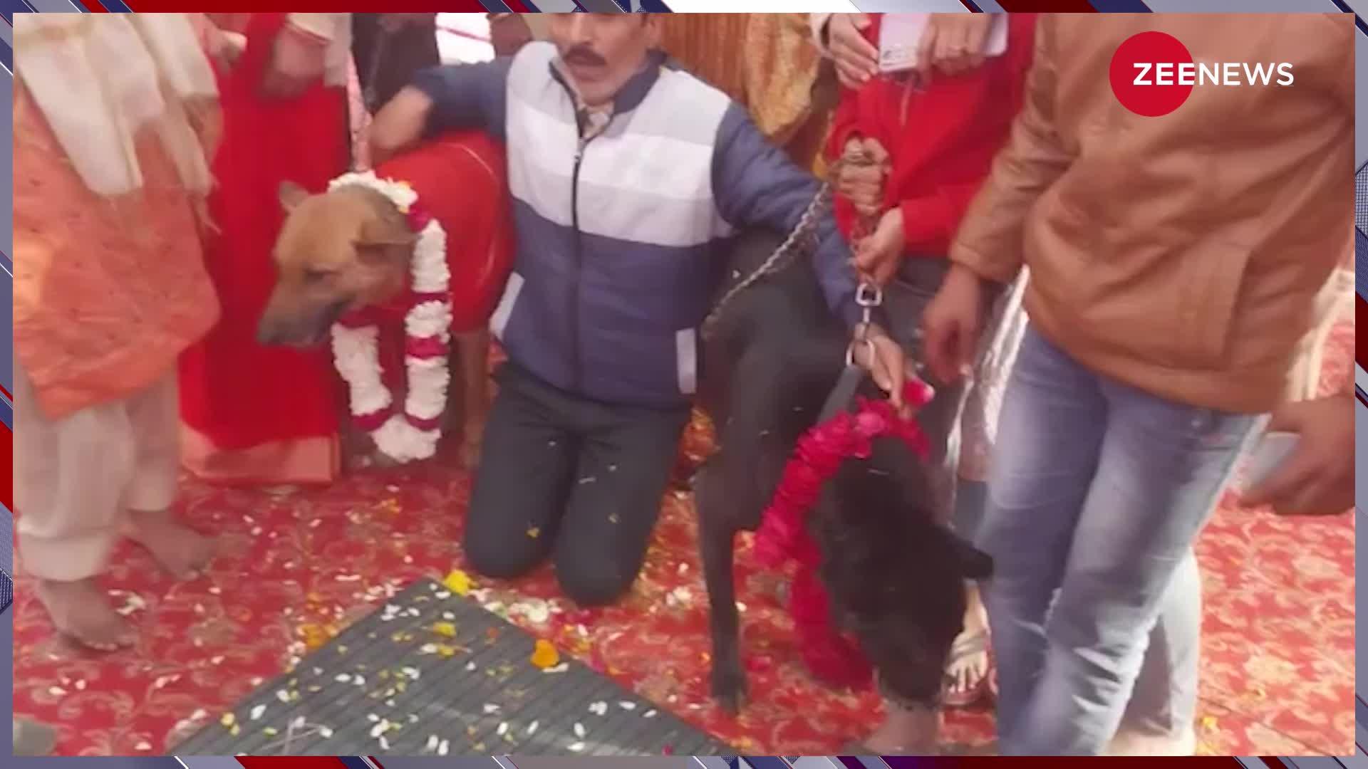 Viral Video: जयमाला भी हुई...फेरे भी लगे और जमकर नाचें बाराती, धूम धाम से हो गई कुत्ते कुतिया की शादी...