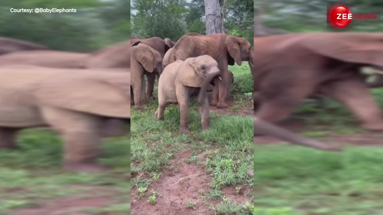 Cute Baby Elephant Video: हाथी का बच्चा अपनी सूंड के साथ कर रहा था ये हरकत, मासूमियत देख पिघल जाएगा आपका दिल