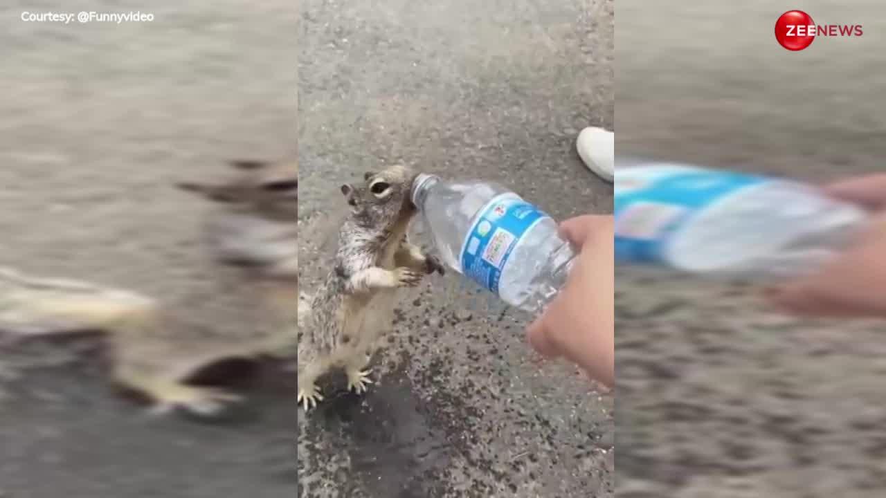 Thirsty Squirrel: प्यास से तड़प रही थी गिलहरी, हाथ जोड़कर मांगा युवक से पानी, देख पिघल गया लोगों दिल