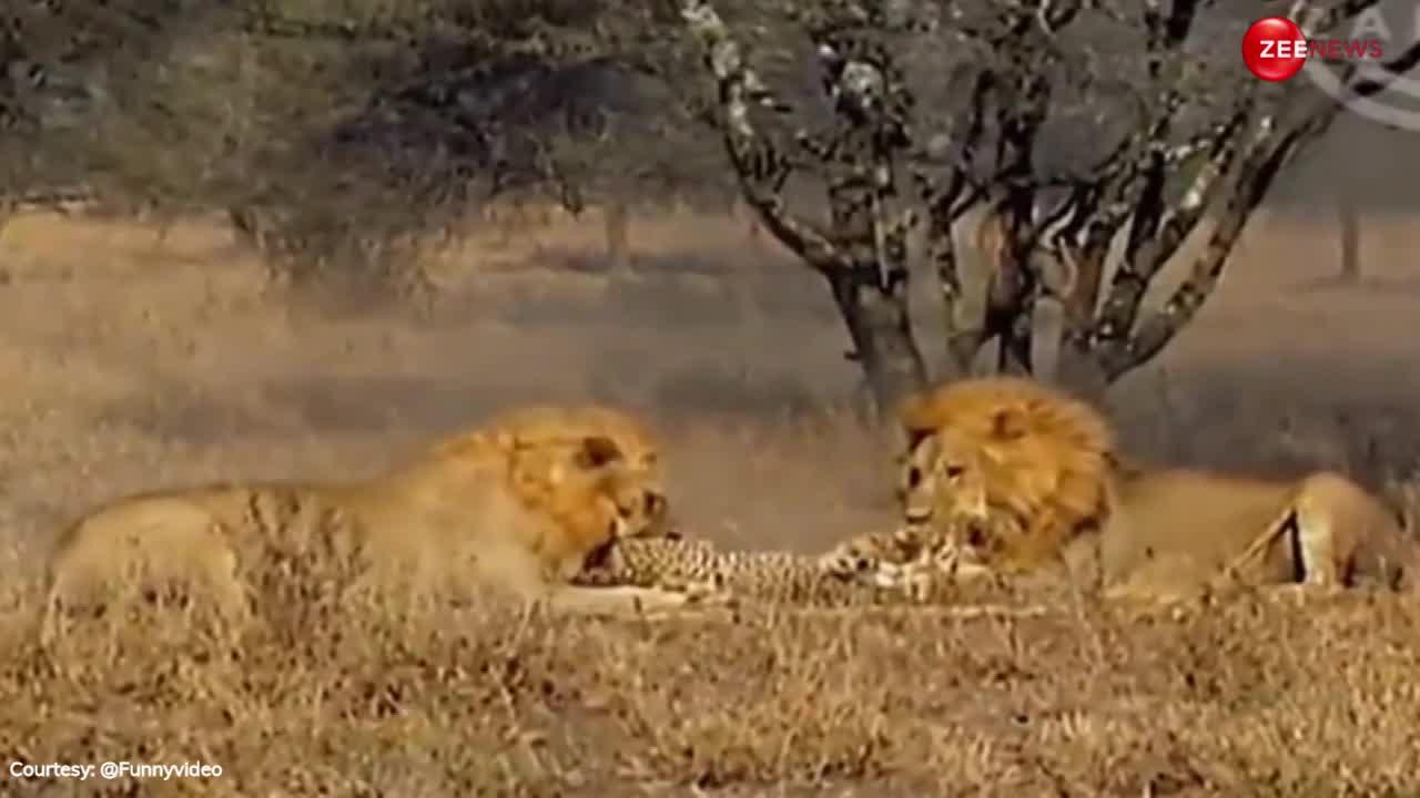 lion vs tiger: मजे से घूम रहा था चीता, तभी पड़ी शेर की नजर, पलक झपकते ही जंगल के राजा ने बिखेर दिए चीथड़े