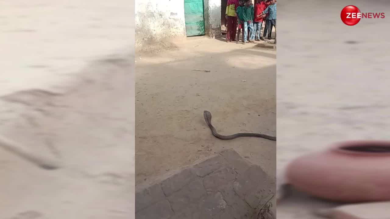 King Cobara: खुद की जान को जोखिम में डाल शख्स ने कोबरा को मटके में डालकर बचाई लोगों की जान