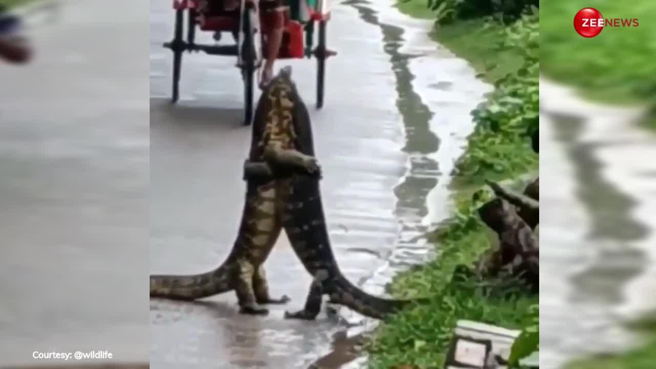 Crocodile Video: बीच सड़क बिछड़े प्रेमियों की तरह गले मिले दो मगरमच्छ, दोनों का प्यार देख बोले लोग- लैला मजनू की जोड़ी