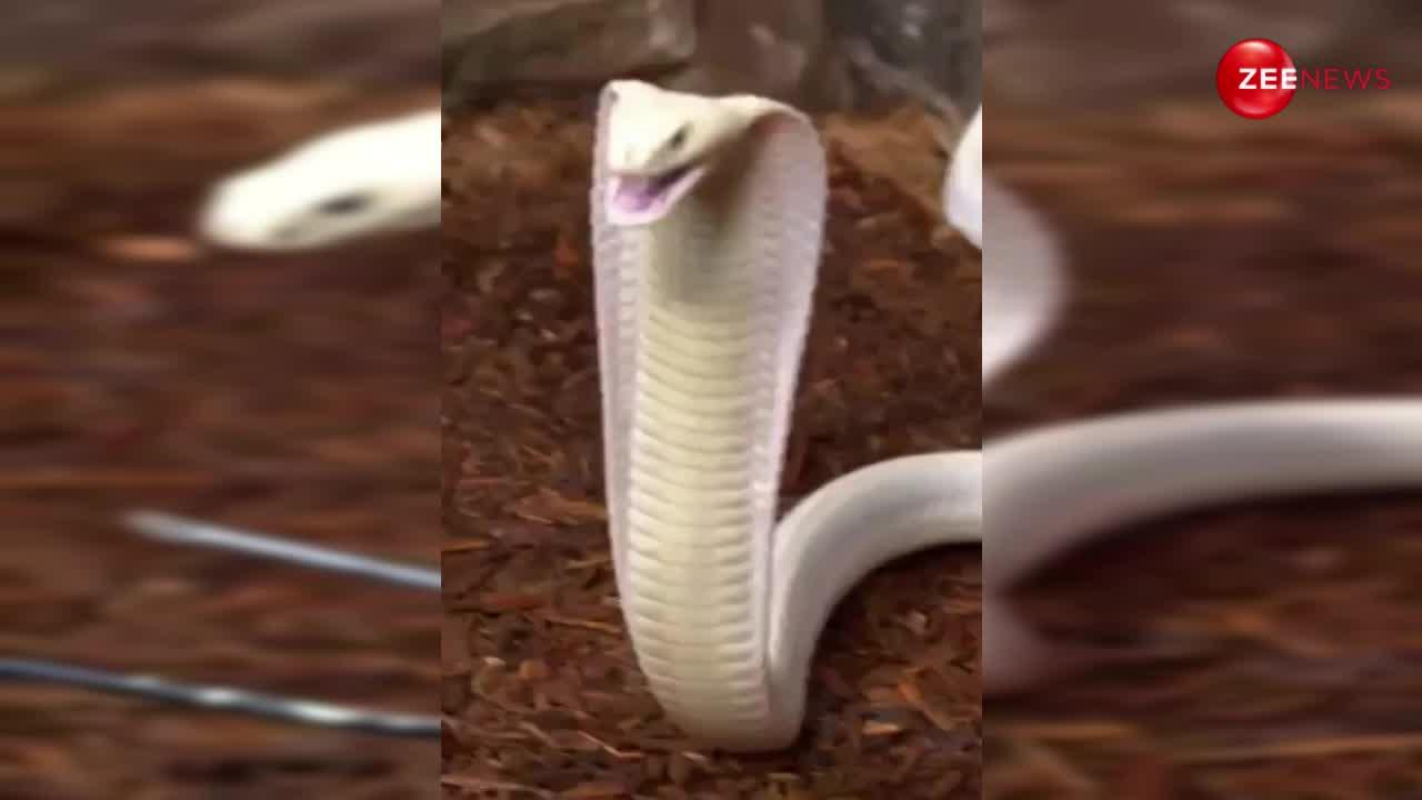 पहली बार नजदीक से देखें फन फैलाए खड़े सफेद किंग कोबरा का ये वीडियो, दूध से भी ज्यादा दिखता है सफेद