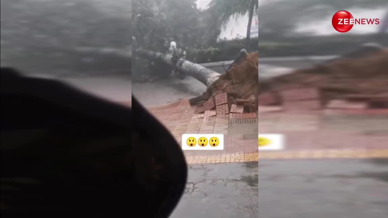 Viral: स्कूटी चला रही लड़की पर अचानक से टूटकर गिर पड़ा विशाल पेड़, लेकिन चमत्कारिक ढंग से बच गई जान; 6 सेकेंड का वीडियो वायरल