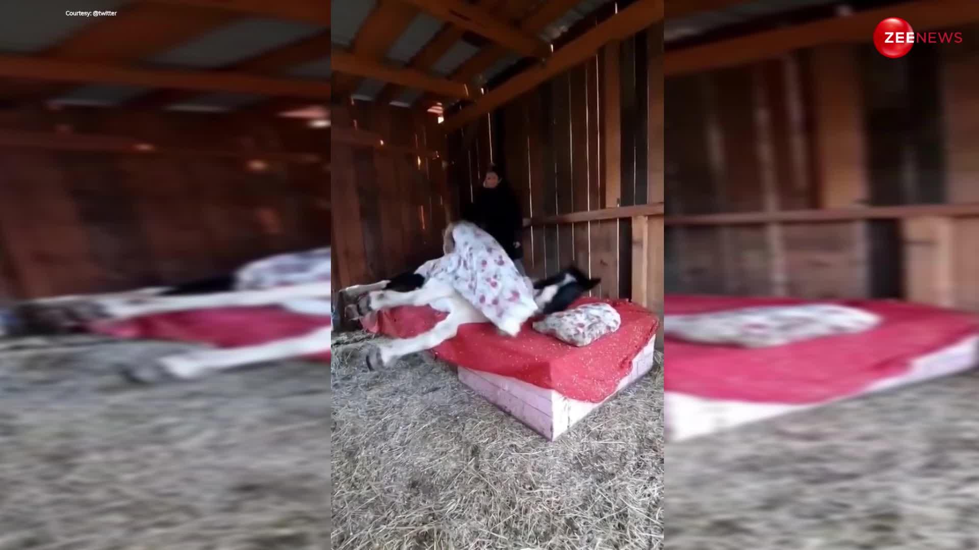 Viral Video: इस तरह से चादर ओढ़कर बिस्तर पर लेटा घोड़ा, वीडियो देखकर आप भी हो जाएंगे हैरान
