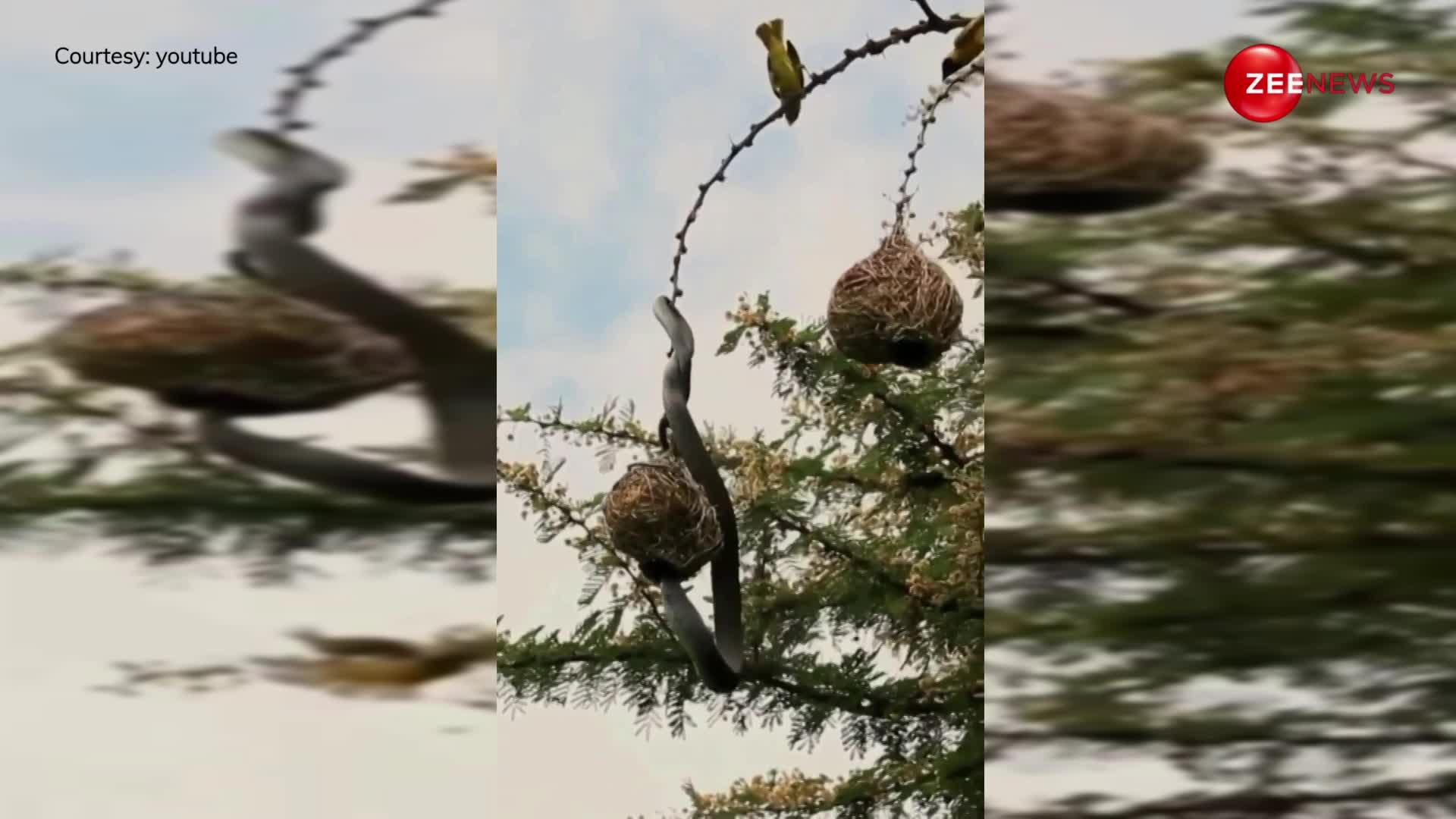 King Cobra: चिड़िया के घोसले से अंडा चुराते दिखा किंग कोबरा, वीडियो हुआ वायरल