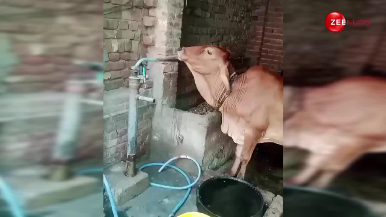 आज का सबसे प्यारा वीडियो! देखकर नहीं हटेगा मन, गाय ने खुद चलाया नल और पिया पानी