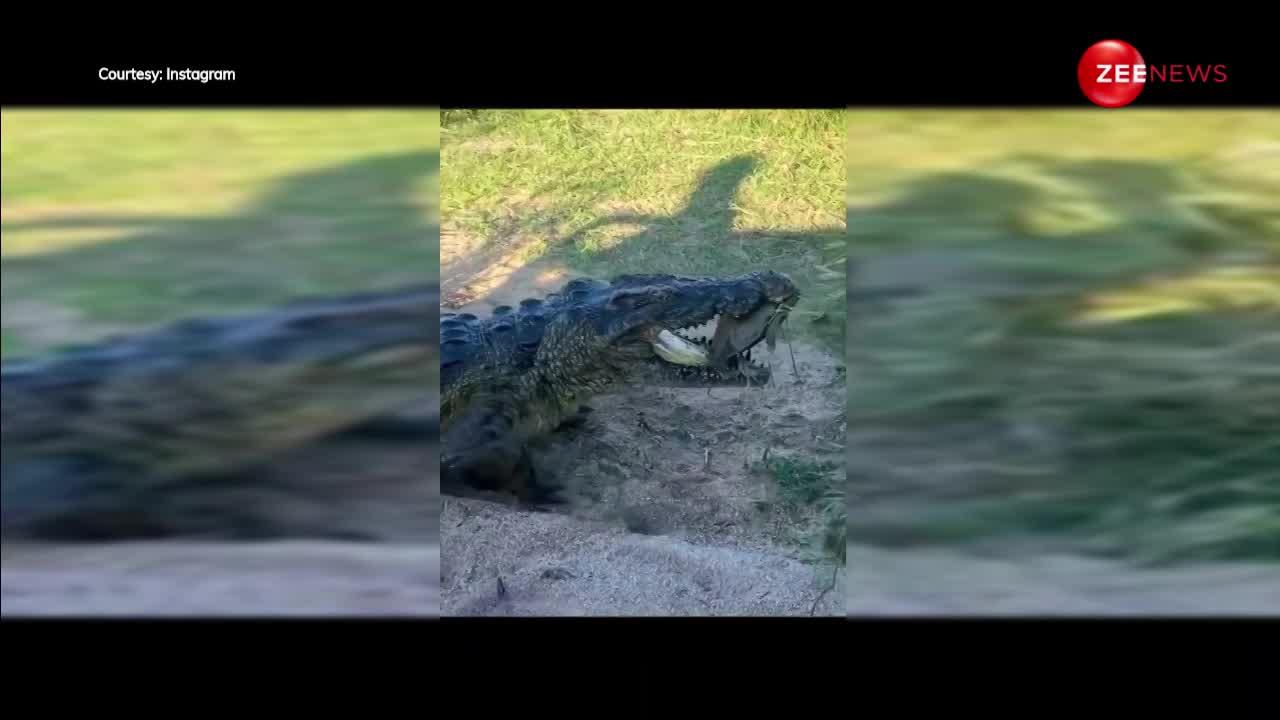 Crocodile Attack: सैकेंड़ों में मगरमच्छ ने चबा डाला पत्थर जैसे कछुए को, कैमरे में कैद हो गया मासूम की मौत का नजारा