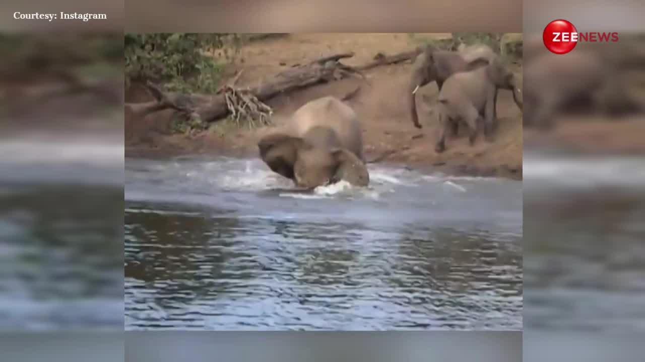 पानी पी रहे हाथी की आदमखोर मगरमच्छ ने पकड़ ली सूंड, छुड़वाने के लिए मासूम जानवर ने लगा दी पूर जान