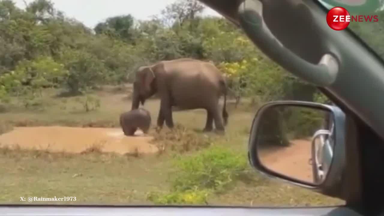 Elephant Video: नन्हे हाथी को नहलाने के लिए हथिनी ने तालाब से मगरमच्छ को लात मारकर भगाया, देखें मजेदार वीडियो
