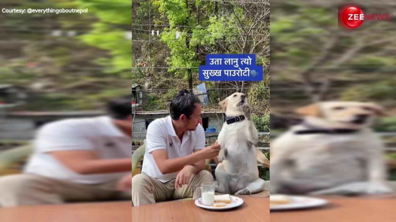 Dog Cute Video: मालिक के सामने बच्चा बना डॉग, कर दी ऐसी डिमांड, देख बोले लोग-'क्यूट'