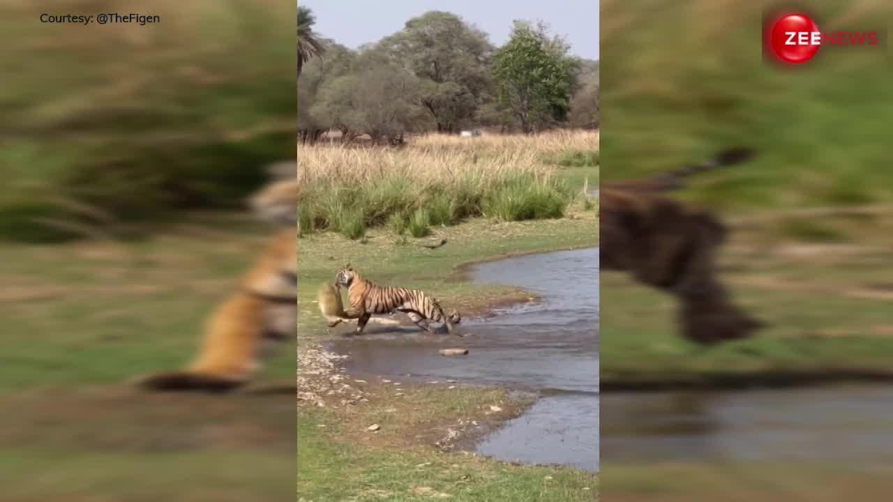 Tiger Video: नदी किनारे मजे से धूप सेंक रहा कछुआ, तभी टाइगर ने कर दिया पलभर में काम तमाम!