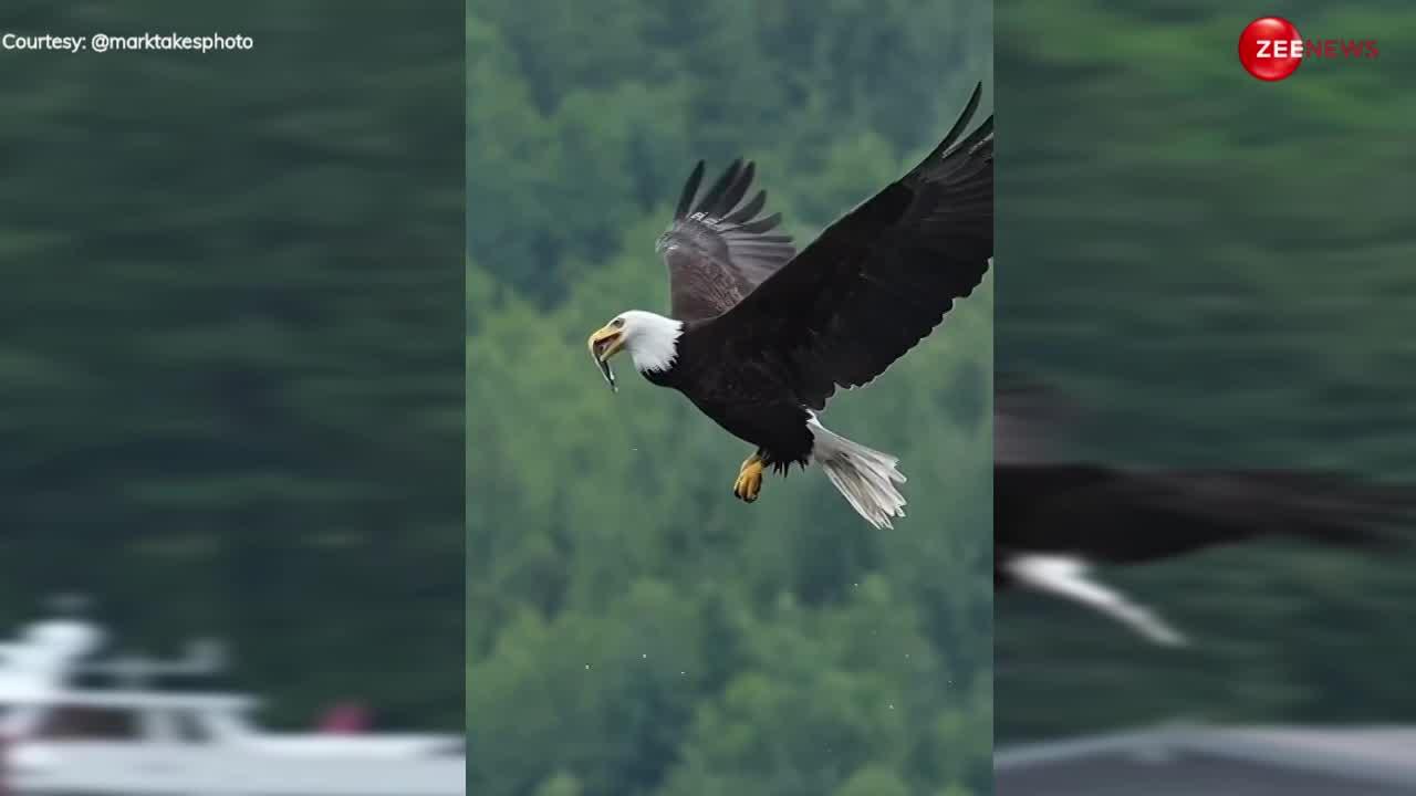 Eagle Video: हवा में उड़ते हुए ईगल ने किया मछली का ऐसे शिकार, पहले नहीं देखा होगा ये नजारा