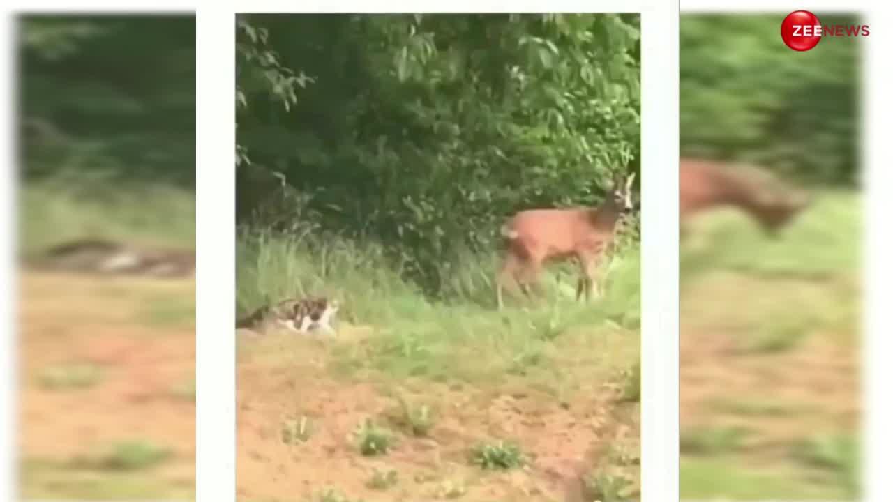 Cat Deer Video: हिरण का शिकार करने चली थी बिल्ली मौसी! एक लात ही में याद आ गई नानी-दादी