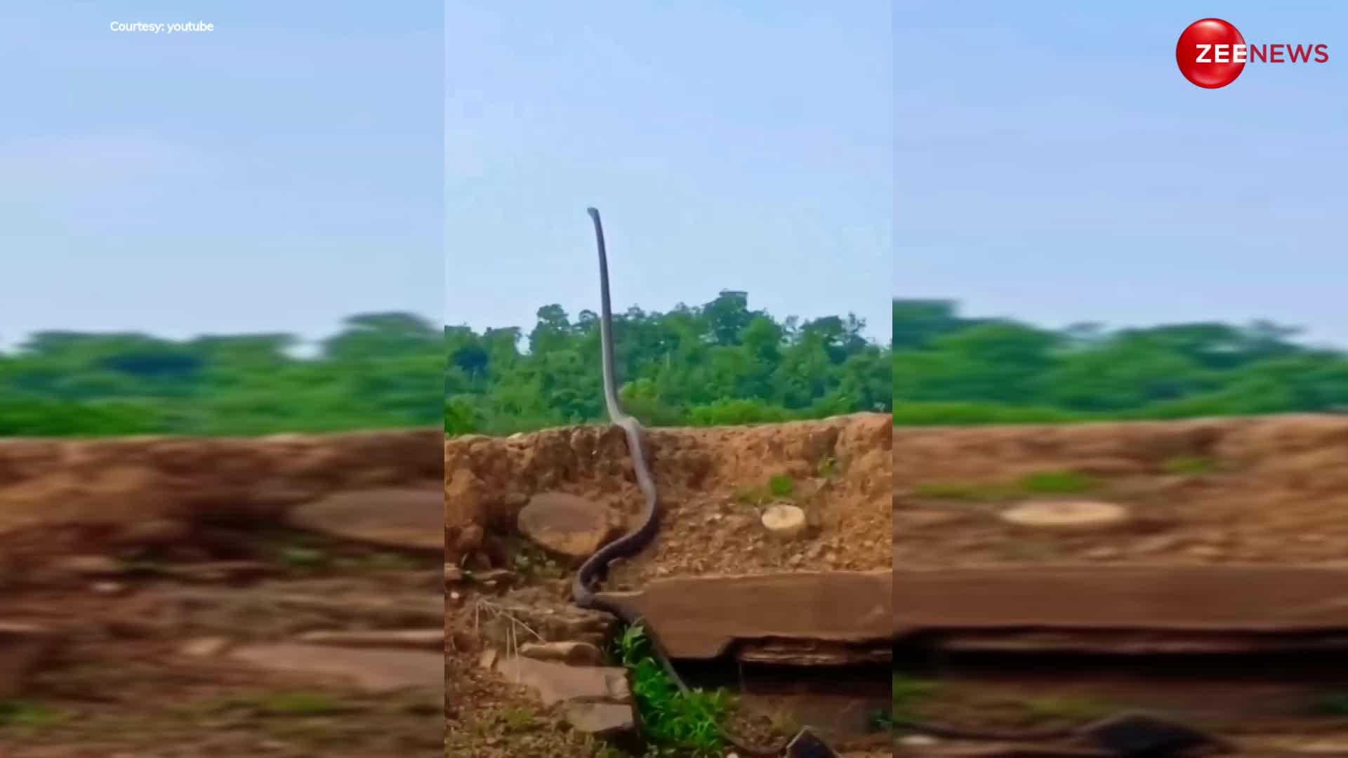 Longest King cobra video: इंडिया के सबसे लम्बे किंग कोबरा ने इतनी ऊपर उठाया अपना फन, देख सहम जाएगा आपका दिल