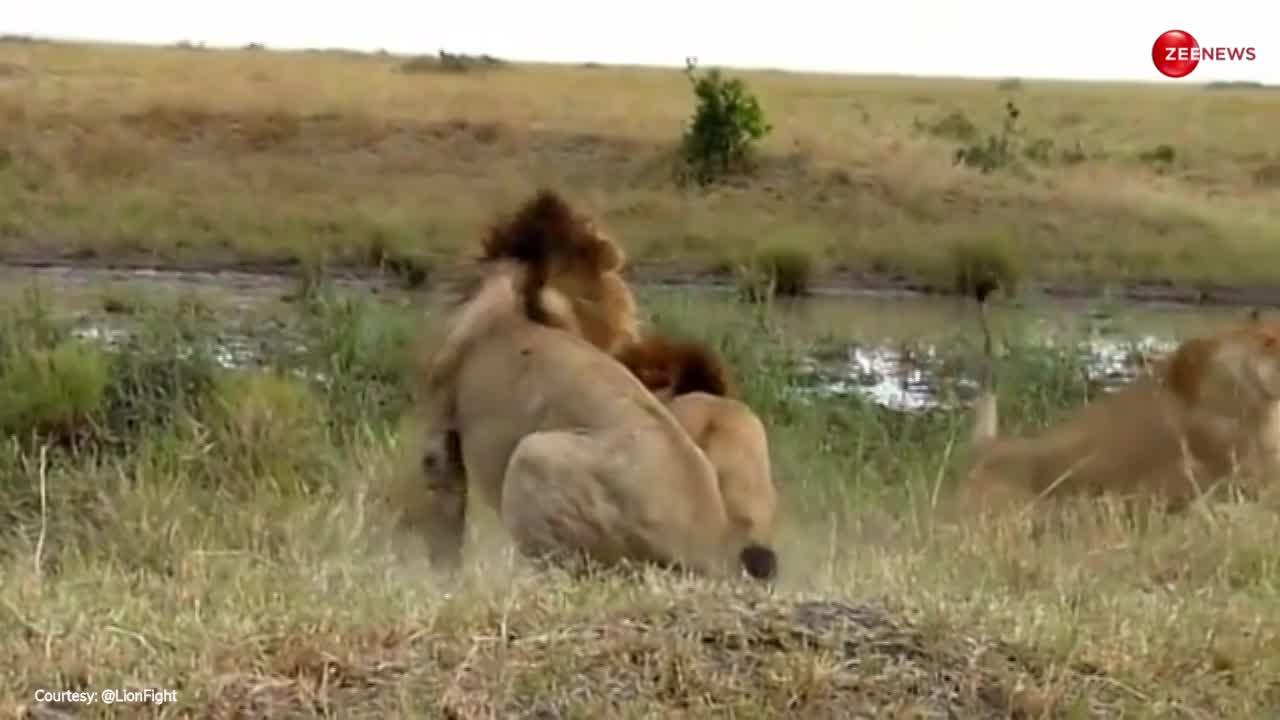 Lion Fight Video: 'शेरनी' के सामने हीरो बनने के लिए दो शेर हुए लुहलुहान! लड़ते-लड़ते बिगाड़ दिया एक दूसरे का हुलिया