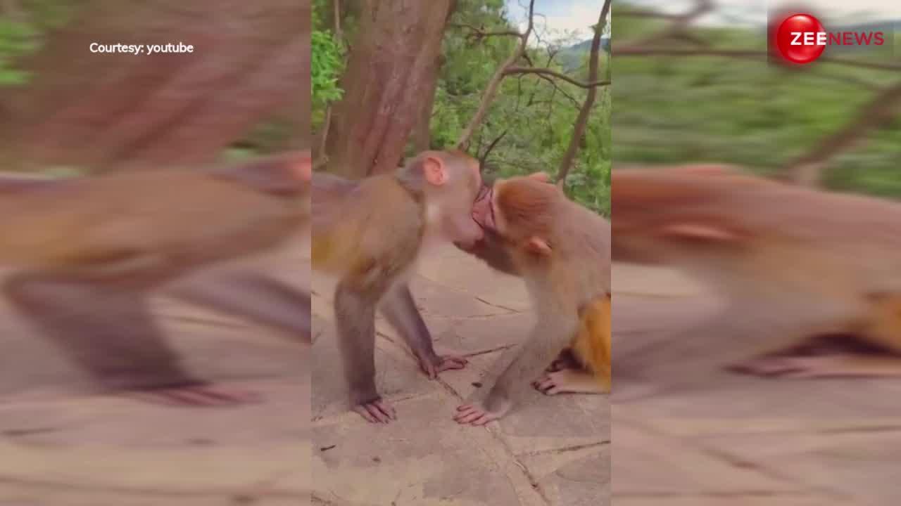 VIDEO: बंदरों को अचानक सूझा रोमांस, किया ऐसा लिपलॉक; इमरान हाश्मी का भी तोड़ दिया रिकॉर्ड