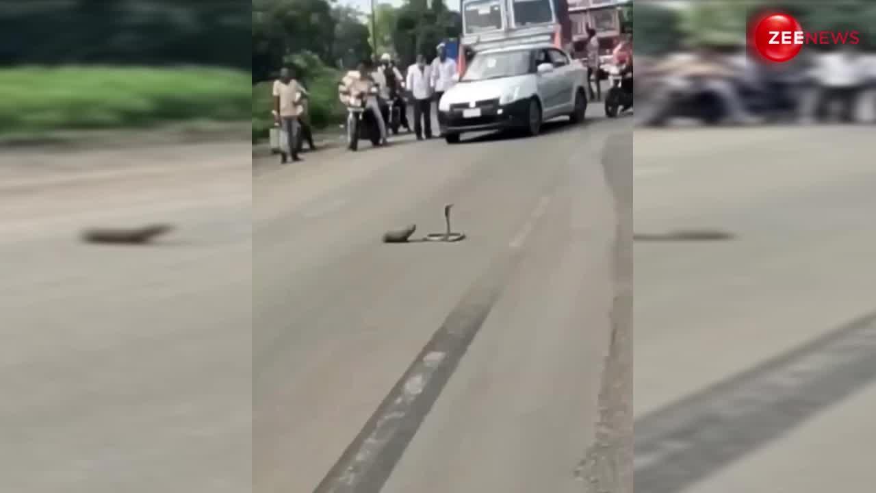 VIDEO: Cobra और नेवले की बीच सड़क पर हो गई जबरदस्त लड़ाई, लोगों ने देखने के लिए लगा दिया भयंकर जाम