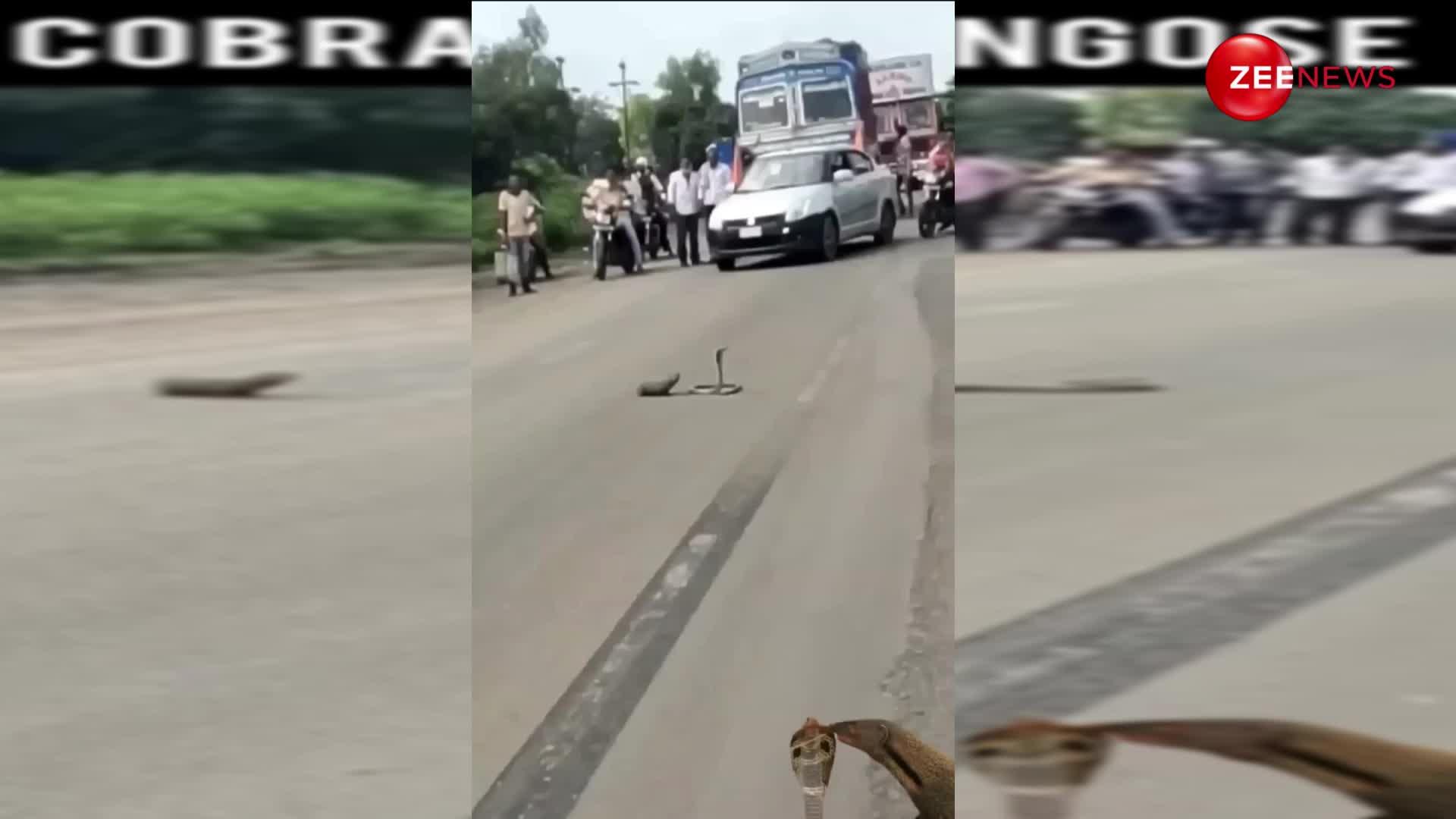 सड़क के बीचों बीच किंग कोबरा से भिड़ गया नेवला, देखने के लिए गाड़ियां रोक-रोक कर लोगों ने लगा दी भीड़