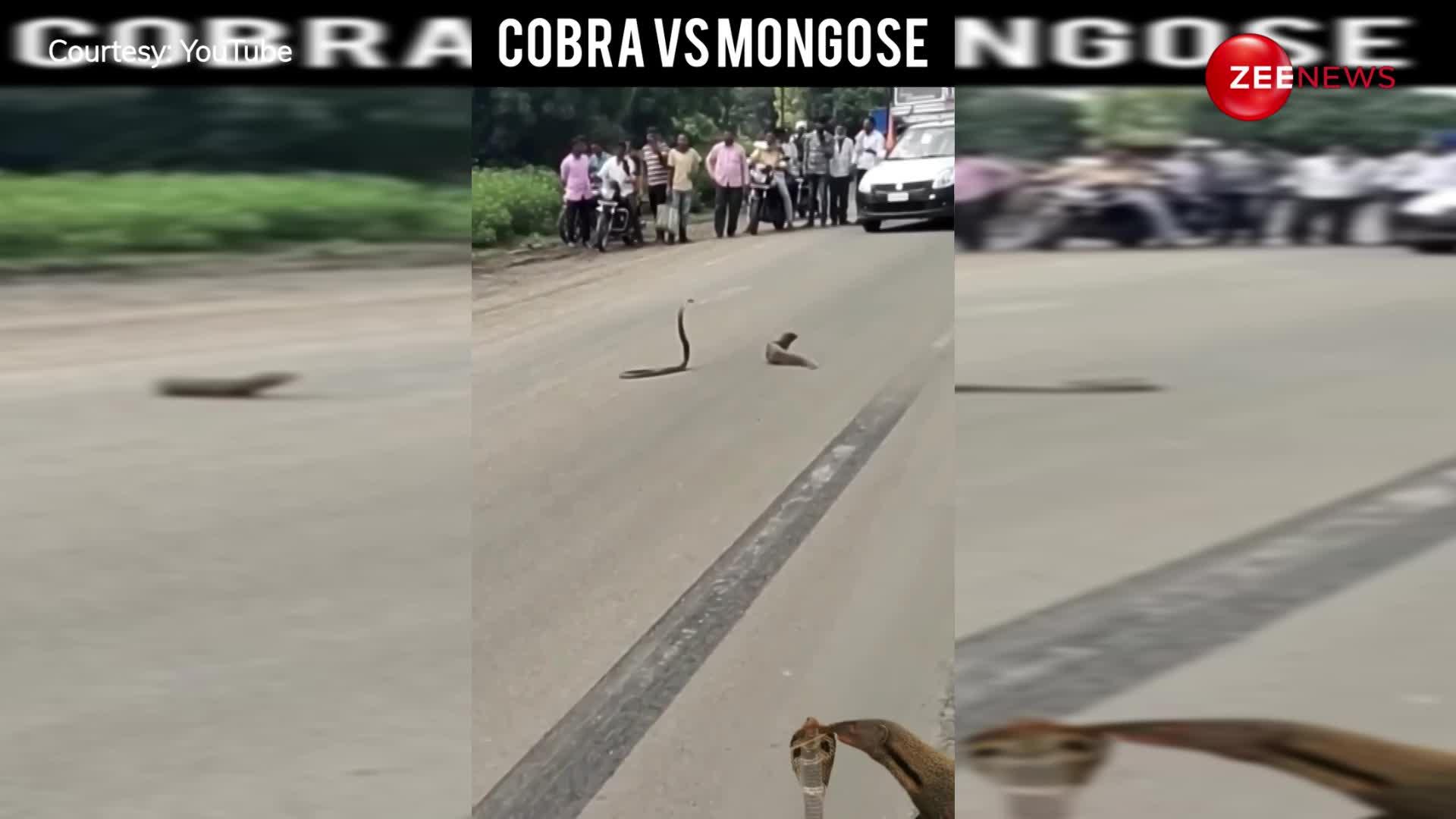 सड़क के बीचों बीच खतरनाक कोबरा से भिड़ गया छोटा सा नेवला, लड़ाई देखने लगी लोगों की भारी भीड़