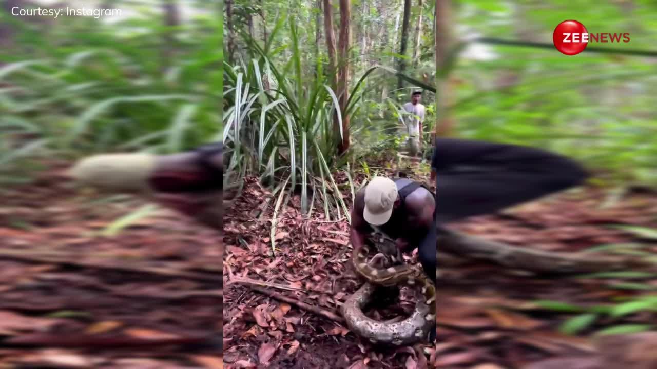 चुपके से मुंह दबाया लगा दी पूरी जान...अमेजन के जंगलों में शख्स ने पकड़ा 20 फुट लंबा अजगर, देख आश्चर्यचकित रह जाएंगे आप