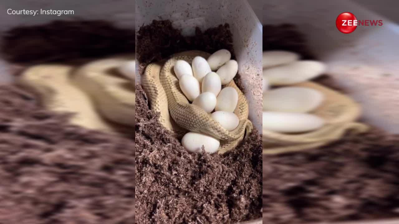 लाइव कैमरे में कैद हुई सड़क किनारे अंडे देते हुए जहरीली नागिन, वीडियो देख थम गई लोगों की सांसें