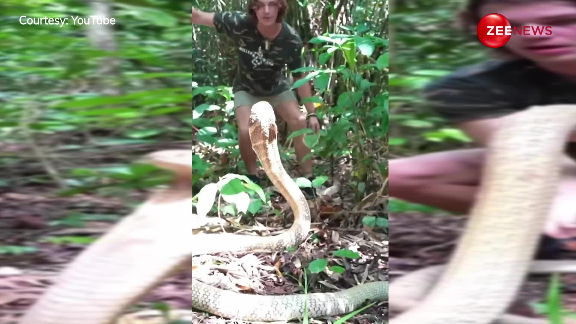 जंगल में चलते-चलते लड़के को मिला खतरनाक Cobra, पूछ पकड़ कर खिलौने की तरह फेंक दिया उठा कर