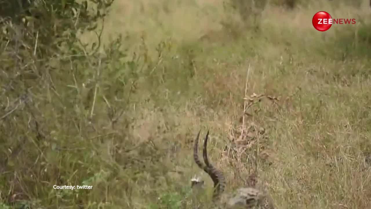 दो हिरण की लड़ाई का चतुर तेंदुए ने उठाया फायदा, महज कुछ सेकंड्स में कर लिया शिकार; देखें वीडियो
