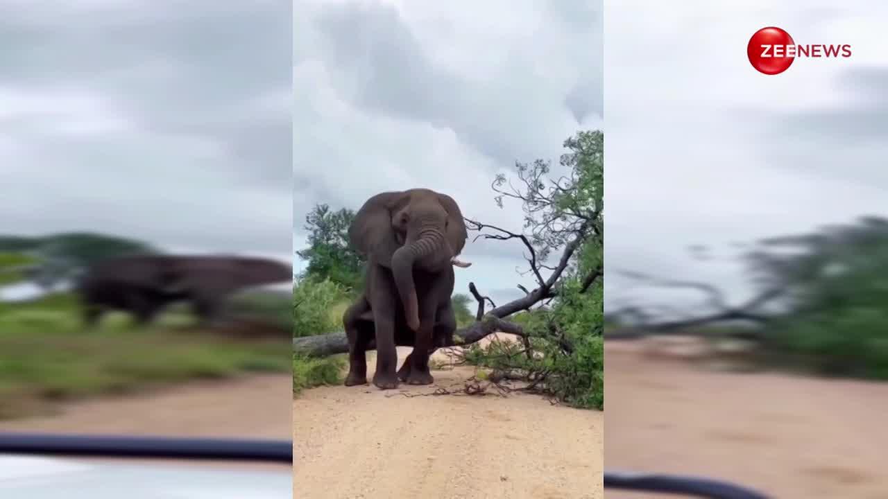 Hathi ka video: पीठ खुजलाने के लिए हाथी ने तोड़ दिखा इतना बड़ा पेड़, बीच सड़क पर लगा डाला ट्रैफिक जाम