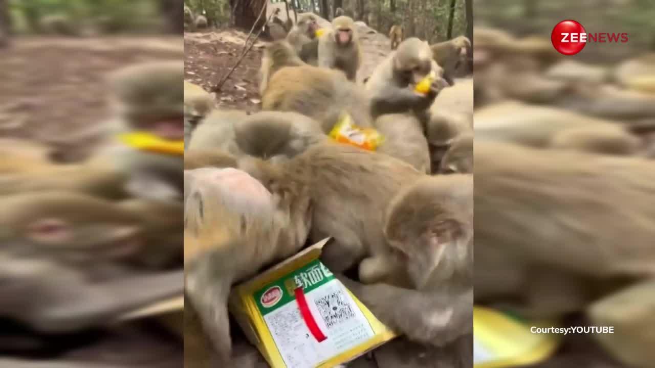 जंगल में बंदरों ने की पार्टी, किसी ने एक तो किसी ने दो स्नैक्स के पैकेट लेकर किए खूब मजे