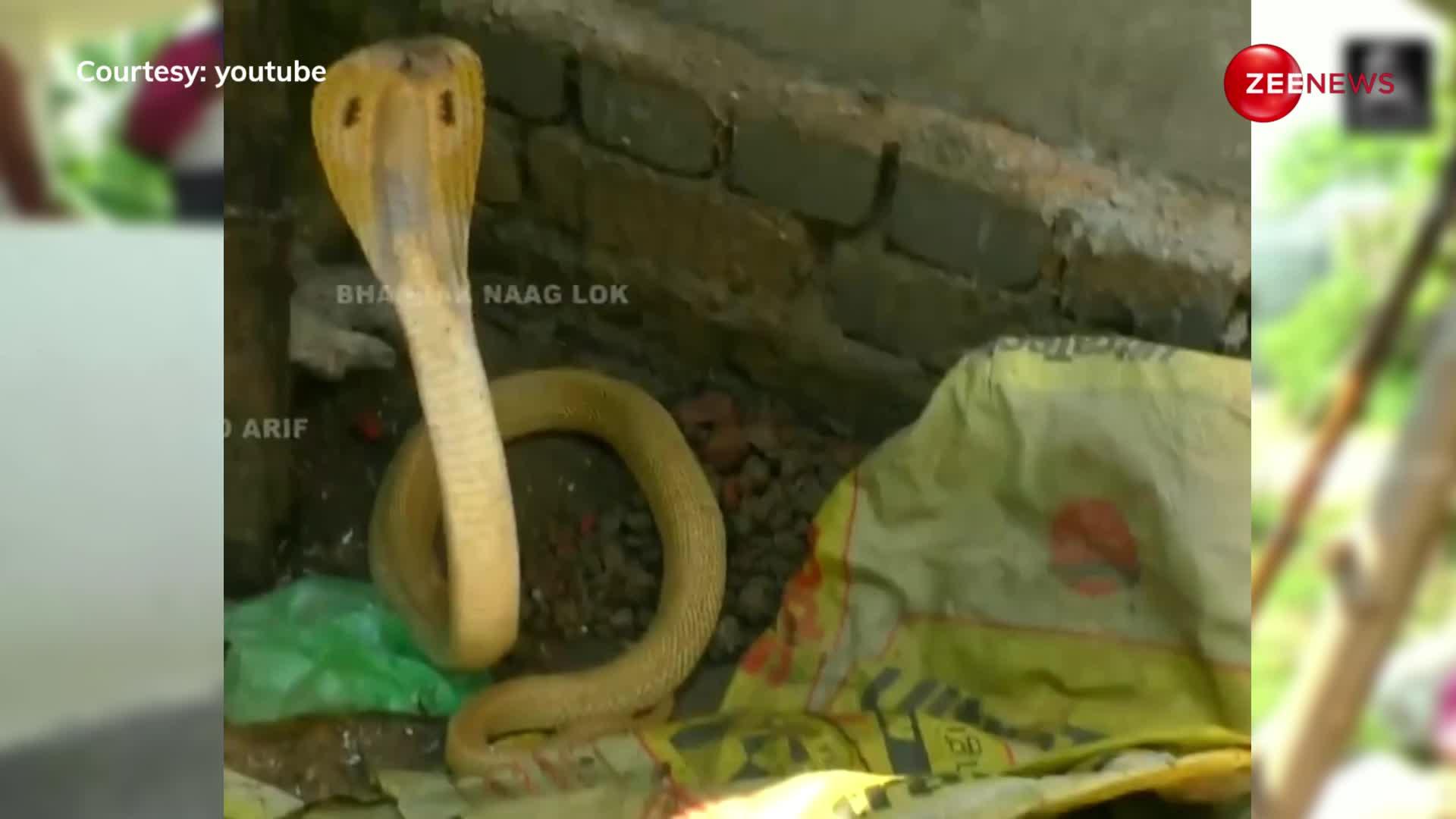 Golden Snake Video: सोने सा चमकता है ये सांप! जहरीला इतना की डसते ही हो जाए सामने वाले की मौत