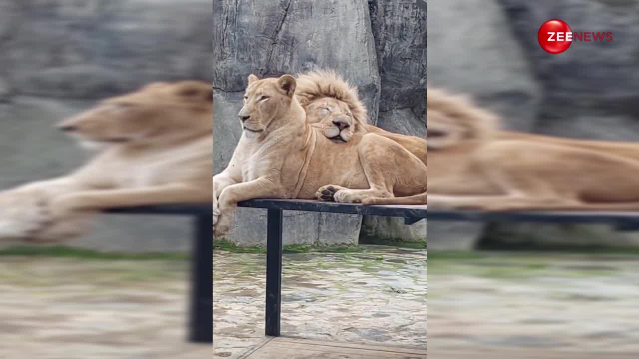 शेरनी के ऊपर मुंह खोलकर सोता दिखा शेर, क्यूट वीडियो देख लोग बोले- ये है दुनिया की नंबर एक जोड़ी