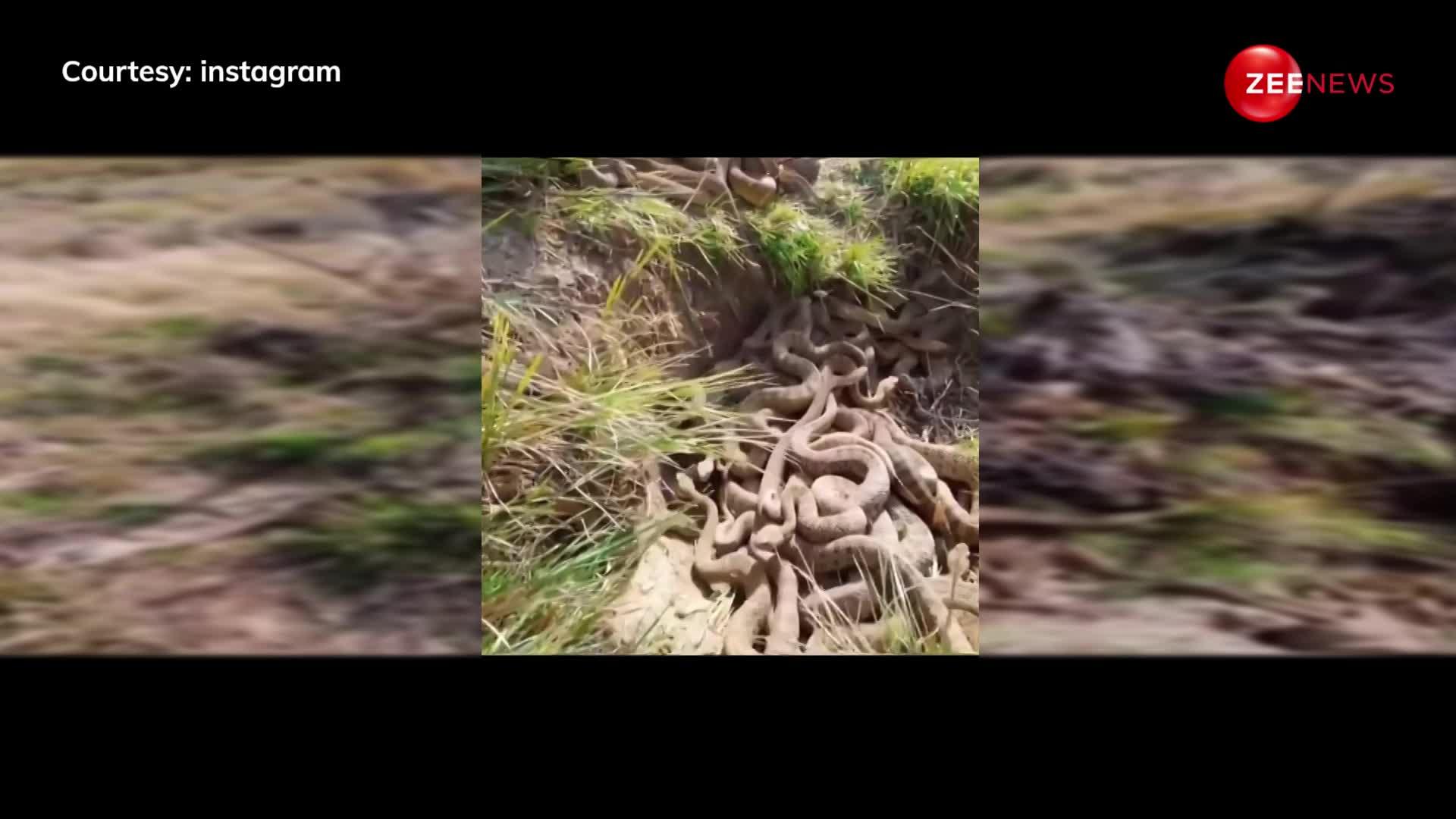 यूट्यूब पर वायरल हुआ नागलोक का वीडियो, जमीन पर पड़े दिखे लाखों जहरीले सांप